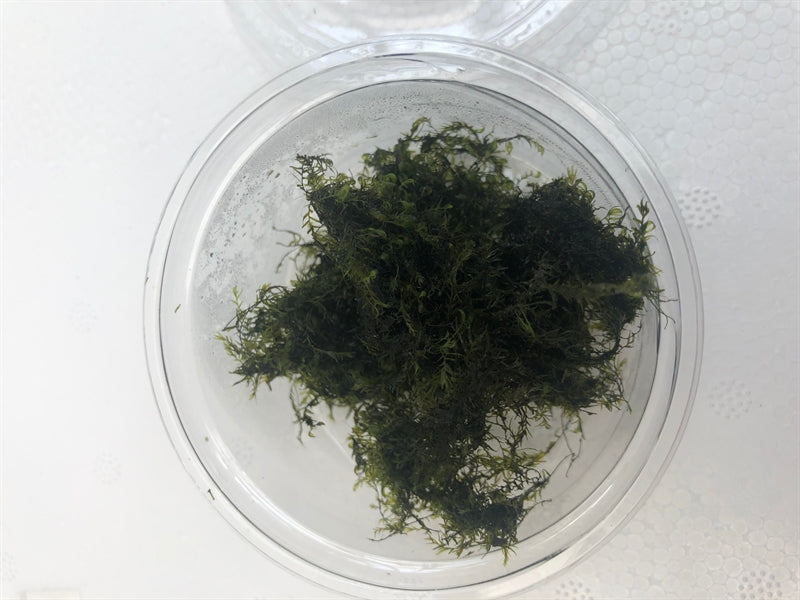 Phoenix mos (Cup 80 cc)