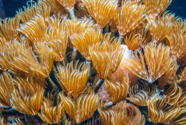 Bispera brunnea - Social feather duster