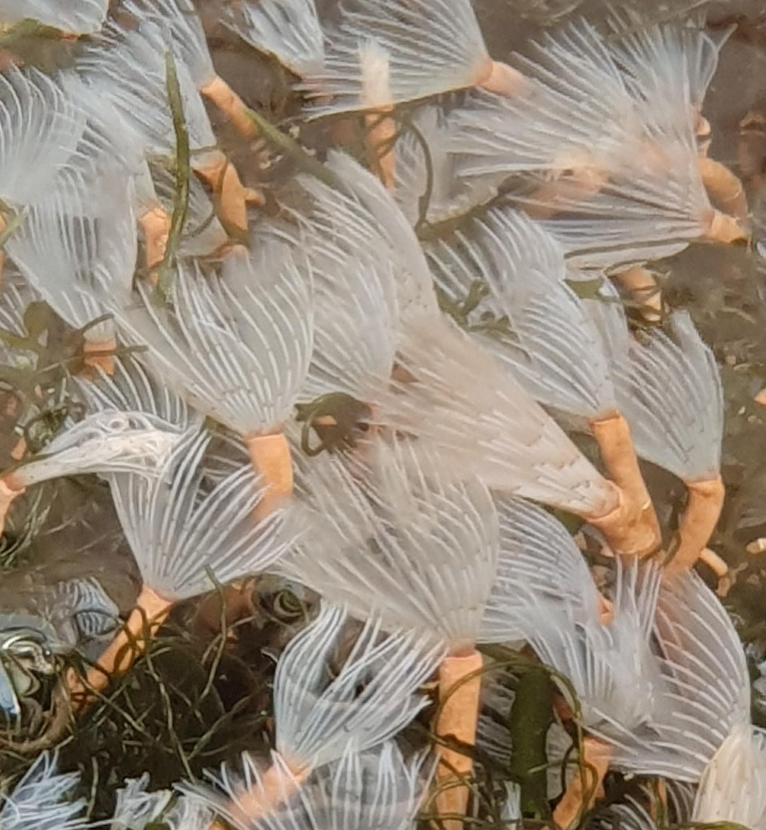 Bispera brunnea (White) - Cluster duster worm (White)