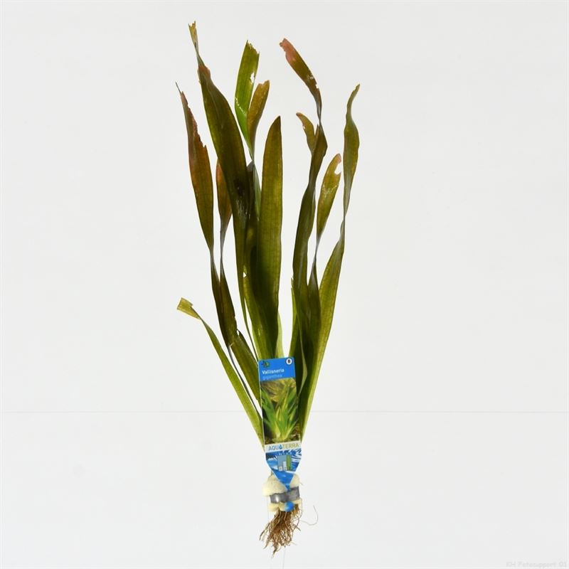 Vallisneria giganthea (Bos)