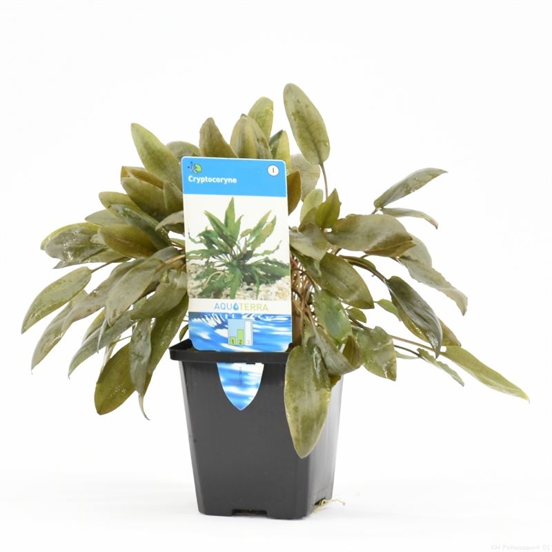 Cryptocoryne mix (P9)