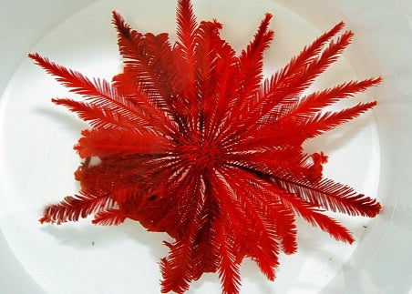 Comatula spp. (Bright Red) - Bright Red featherstar