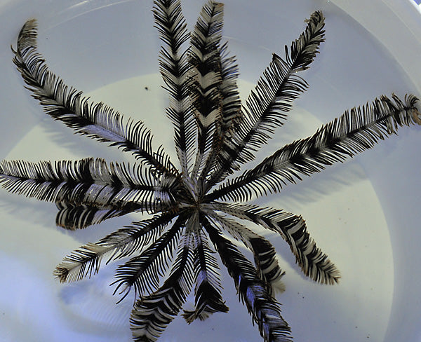 Comatula spp. (Black-White) - Black - White featherstar