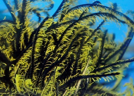 Comatula spp. (Black-Yellow) - Black-Yellow featherstar