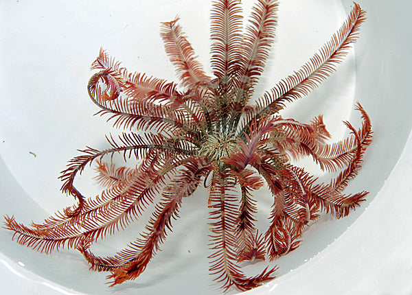 Comatula spp. (Colored) - Colored featherstar