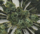 Comatula spp. (Greenish) - Greenish featherstar