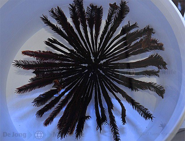 Comatula spp. (Red) - Red featherstar