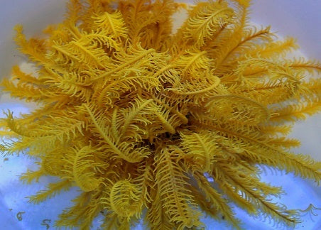 Comatula spp. (Bright Yellow) - Bright Yellow featherstar