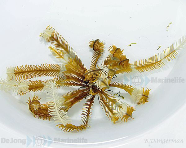 Comatula spp. (Yellowish) - Yellowish featherstar