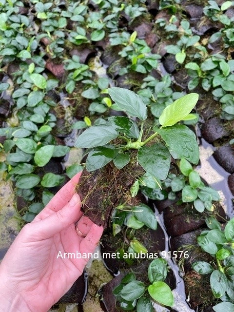 Cocosnoot armband met anubias