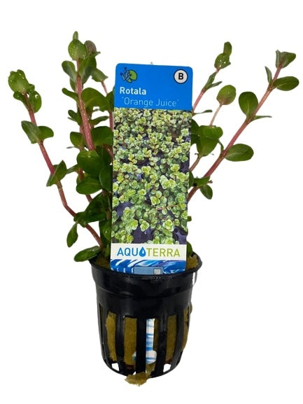 Rotala orange juice