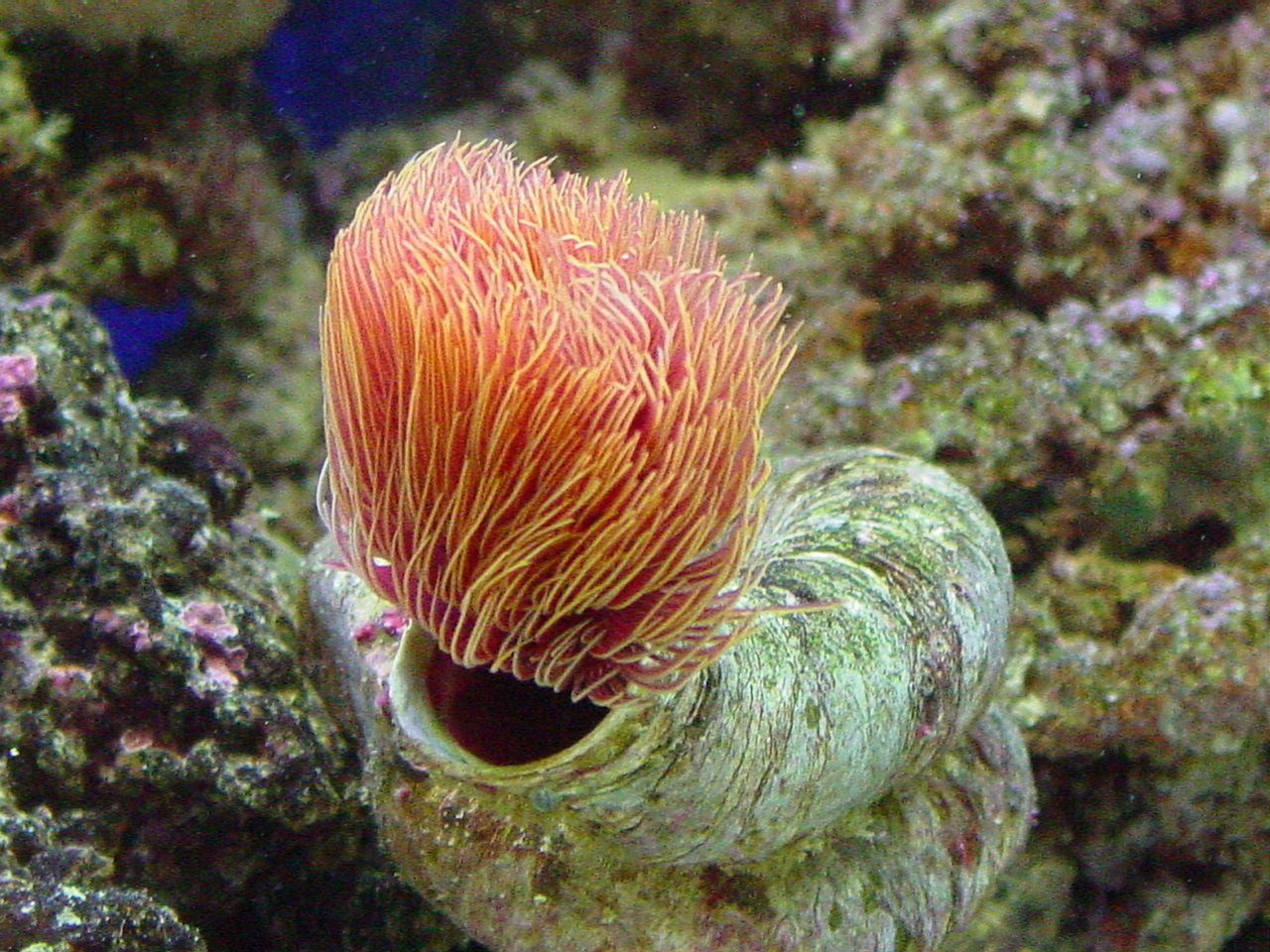 Protula bispiralis (Orange) - Hard tubeworm (Orange)