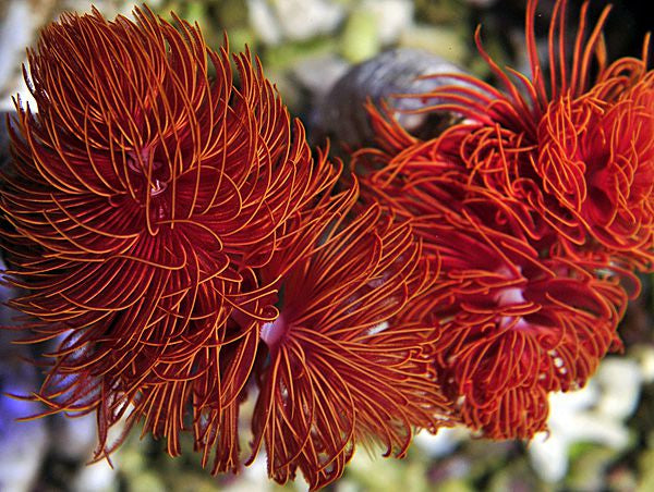 Protula bispiralis (Red) - Hard tubeworm (Red)