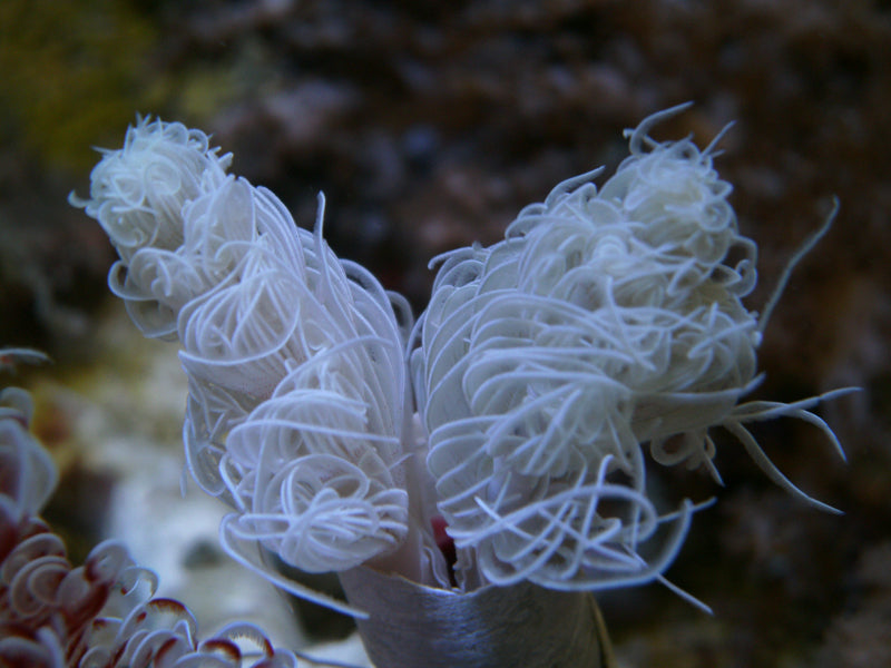 Protula bispiralis (White) - Hard tubeworm (White)