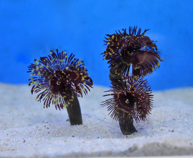 Sabellastarte (Special) - Feather duster (Special)