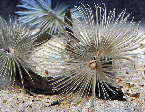 Sabellastarte (White) - Feather duster (White)