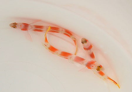 Amblyeleotris aurora - Pinkbar goby