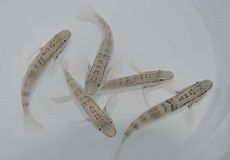Amblygobius bynoensis - Bynoe goby