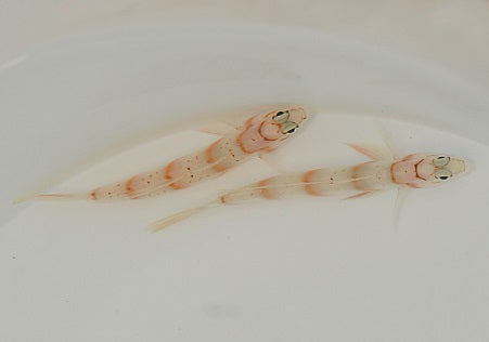Amblyeleotris diagonalis - Diagonal shrimp goby