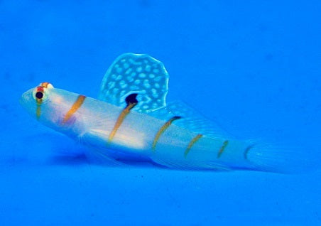 Amblyeleotris randalli - Randall's prawn-goby