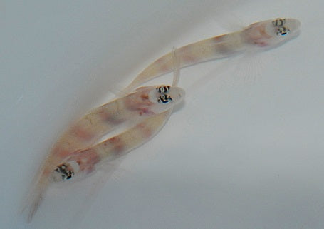 Amblyeleotris steinitzi - Steinitz' prawn-goby