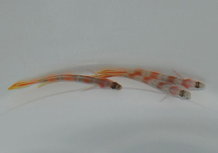 Amblyeleotris yanoi - Vlagstaart Gobie