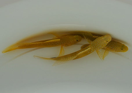 Cryptocentrus cinctus - Blauwspikkel Gobie