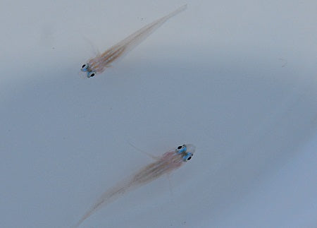 Coryphopterus lipernis - Peppermint goby