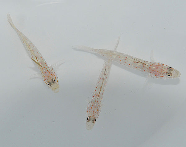 Ctenogobiops tangaroai - Tangaroa shrimpgoby