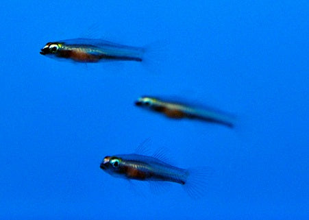 Eviota bifasciata - Twostripe dwarfgoby