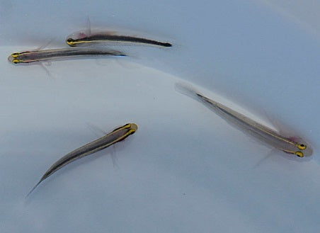 Elacatinus horsti - Yellowline goby