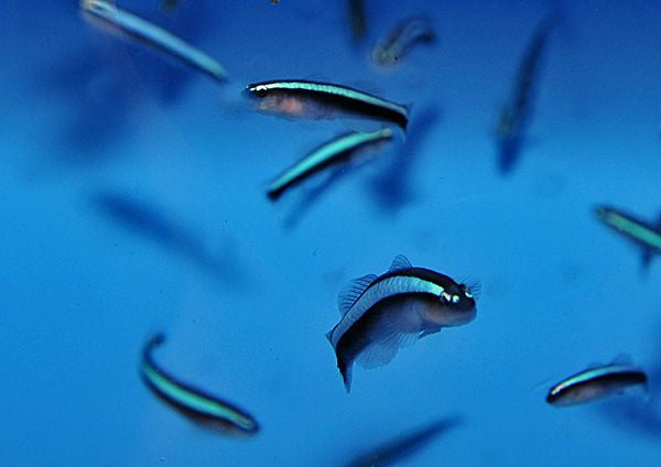 Elacatinus oceanops - Blauwe Poetsgobie