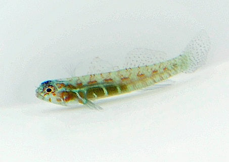 Eviota punctulata - Dotted dwarfgoby