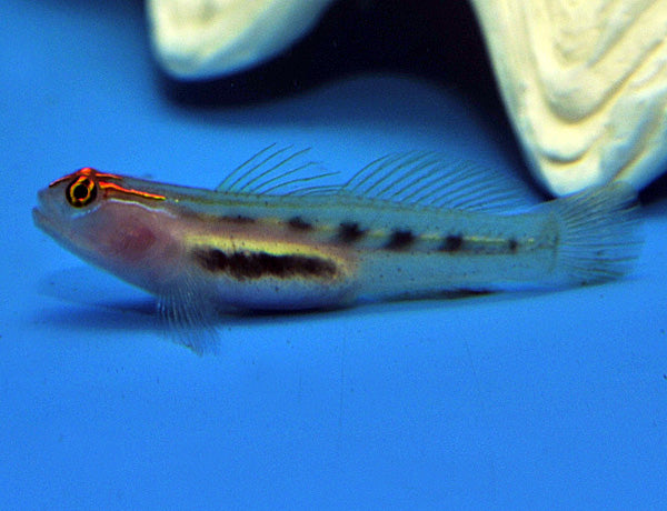 Elacatinus puncticulatus - Red Head Goby