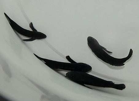 Gobiodon acicularis - Needlespine coral goby