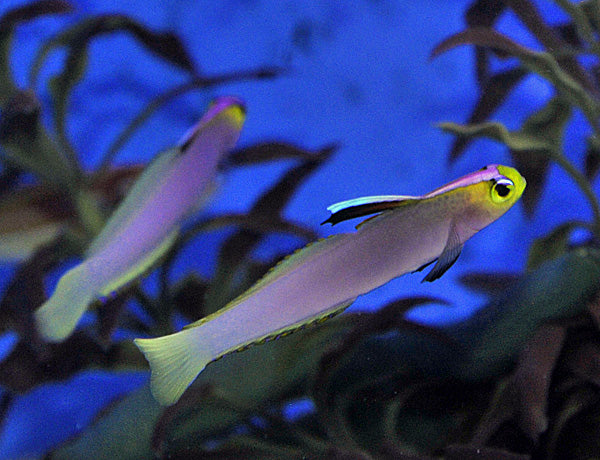 Nemateleotris helfrichi - Helfrichs' dartfish