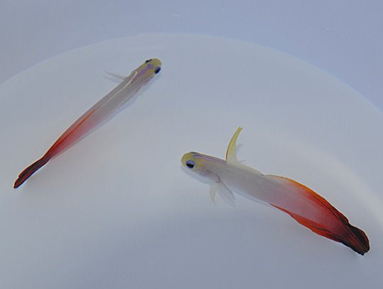 Nemateleotris magnifica (Kenya/Maldives) - Fire goby