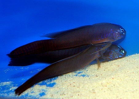 Oxymetopon cyanoctenosum - Blue-barred ribbon goby