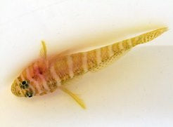 Priolepis cincta - Banded reef goby