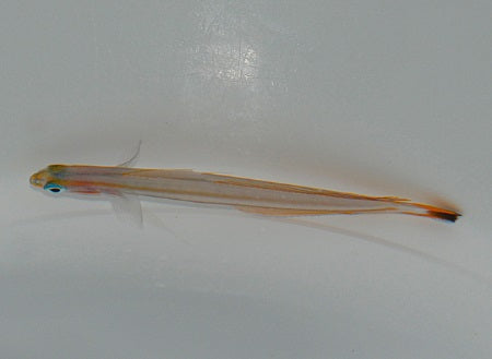 Ptereleotris grammica - Lined dartfish