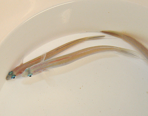 Ptereleotris hanae - Blue hana goby