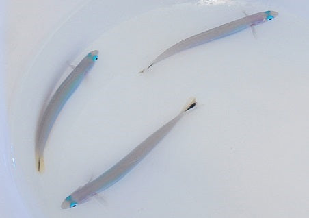 Ptereleotris heteroptera - Blacktail goby