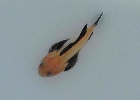 Paragobiodon lacunicolus - Blackfin coral goby