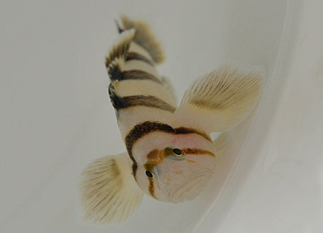 Priolepis nocturna - Blackbarred reefgoby