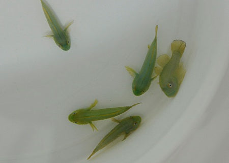 Paragobiodon xanthosomus - Emerald coral goby