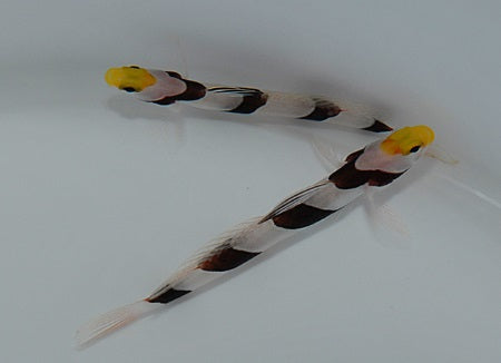 Stonogobiops xanthorhinica - Yellownose prawn-goby