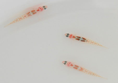 Tigrigobius dilepis - Orangesided goby