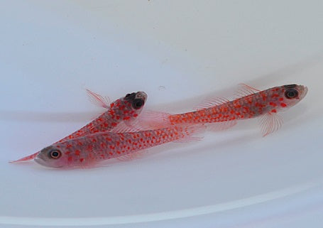 Trimma macrophthalma - Flame goby
