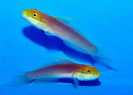 Valenciennea bella - Bella goby