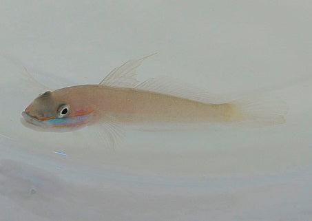 Valenciennea randalli - Greenband goby